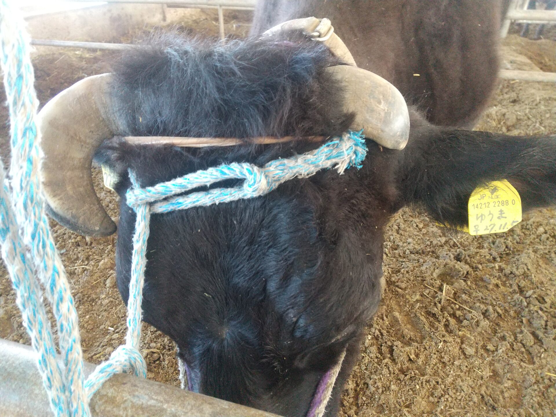 経産牛の除角