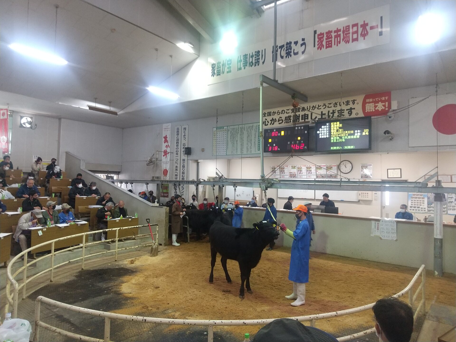 熊本県家畜市場 黒毛子牛セリ 結果速報！〈令和4年11月〉