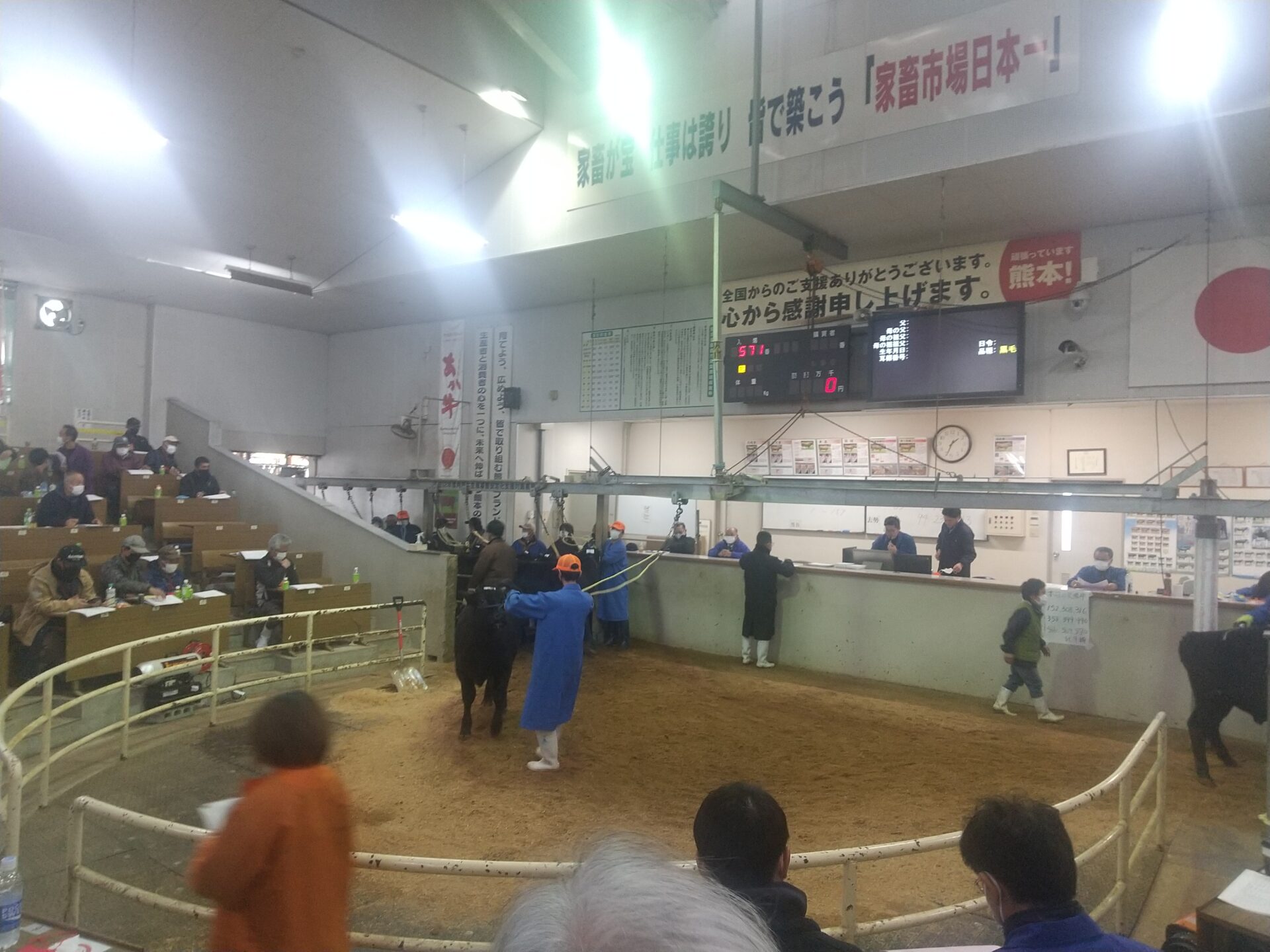 熊本県家畜市場 黒毛子牛セリ 結果速報！〈令和4年12月〉