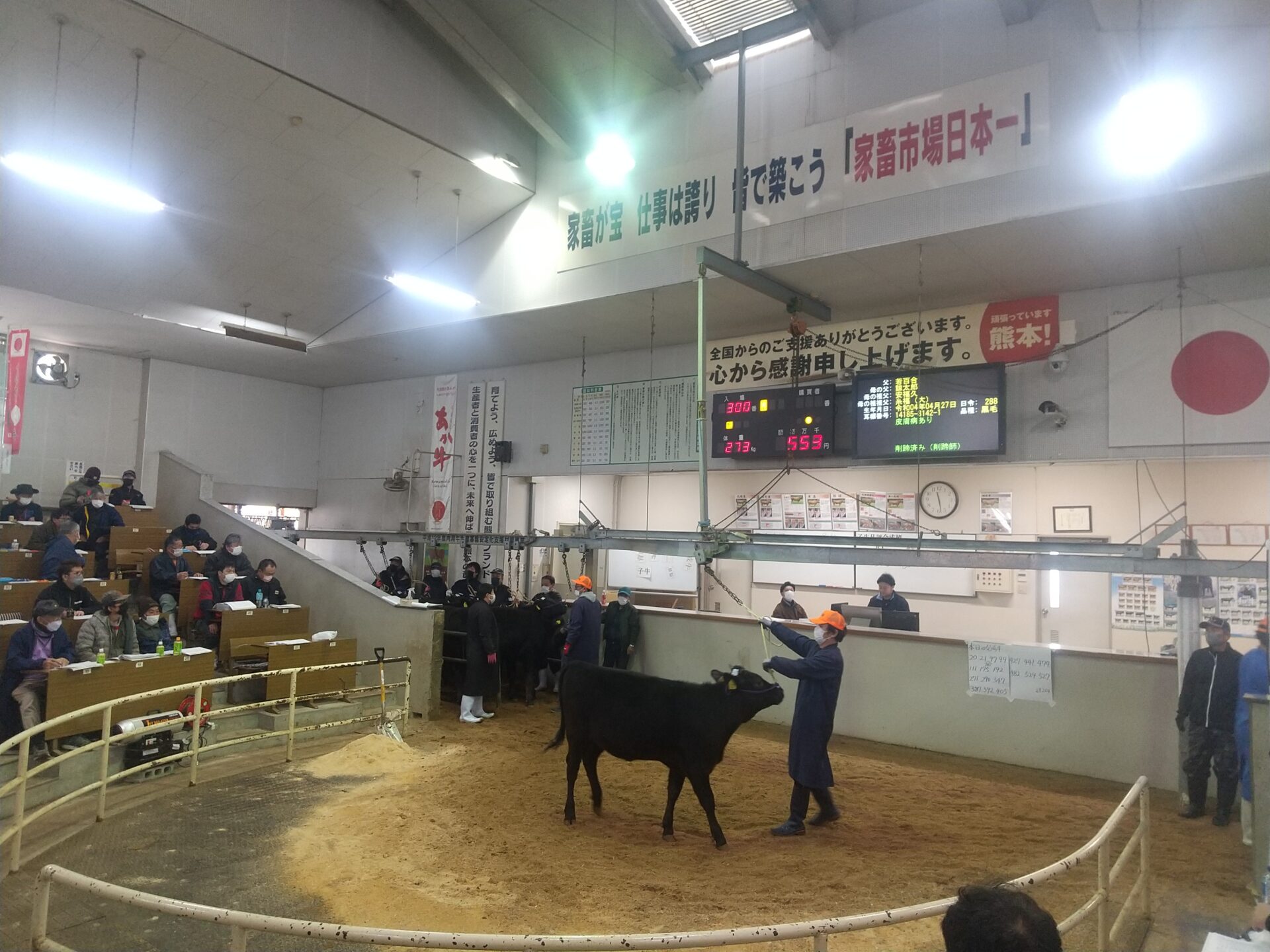 熊本県家畜市場 黒毛子牛セリ 結果速報！〈令和５年2月〉