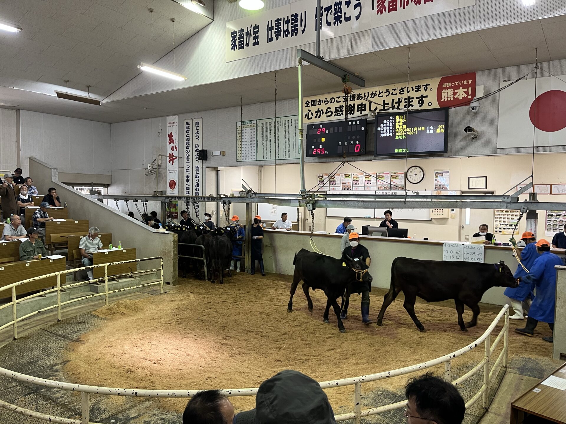 熊本県家畜市場 黒毛子牛セリ結果！〈令和５年９月〉