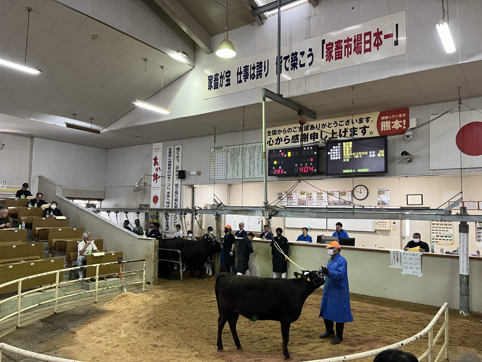 熊本県家畜市場 黒毛子牛セリ結果！〈令和５年１０月〉