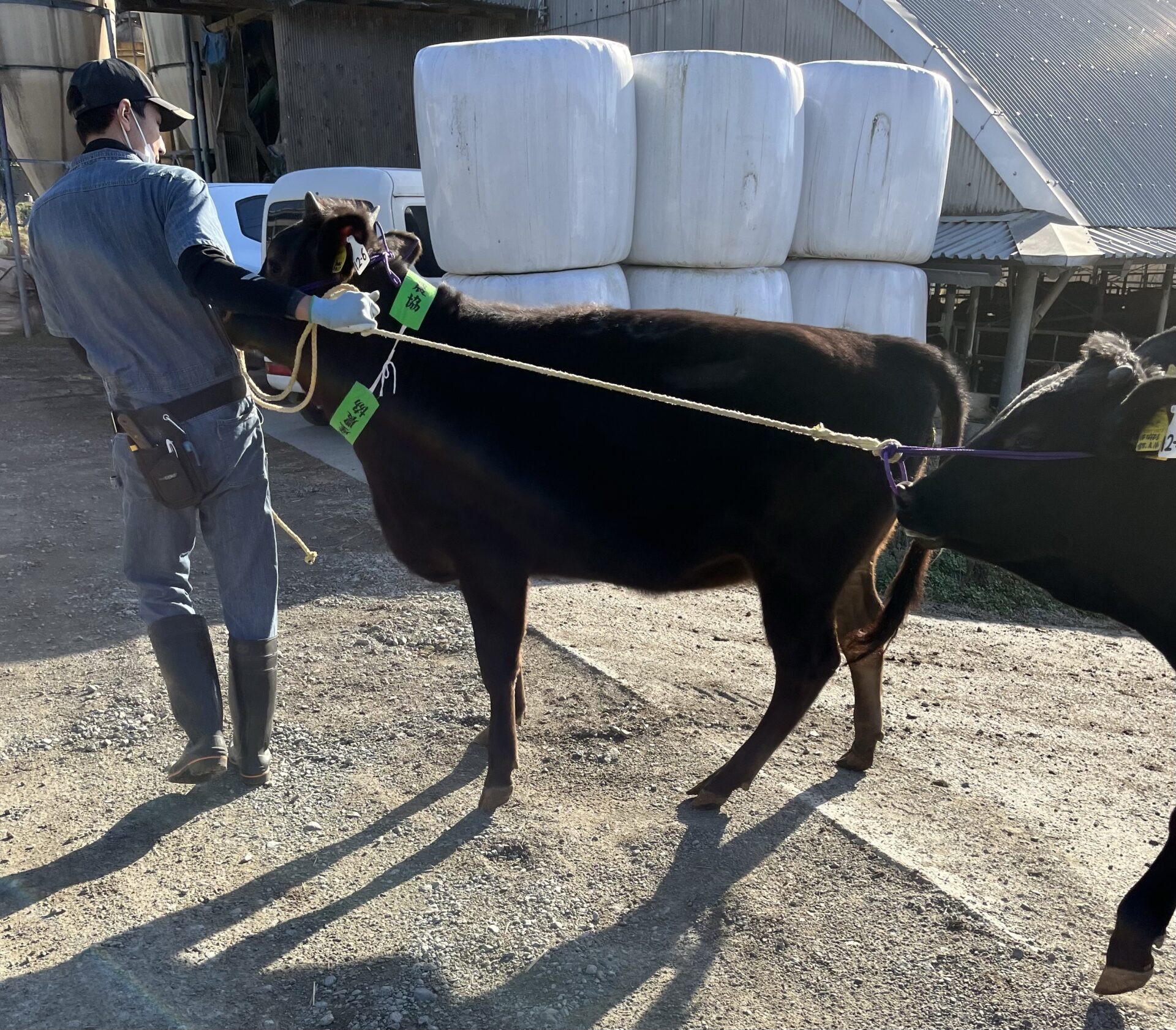 熊本県家畜市場 黒毛子牛セリ結果！〈令和５年12月〉