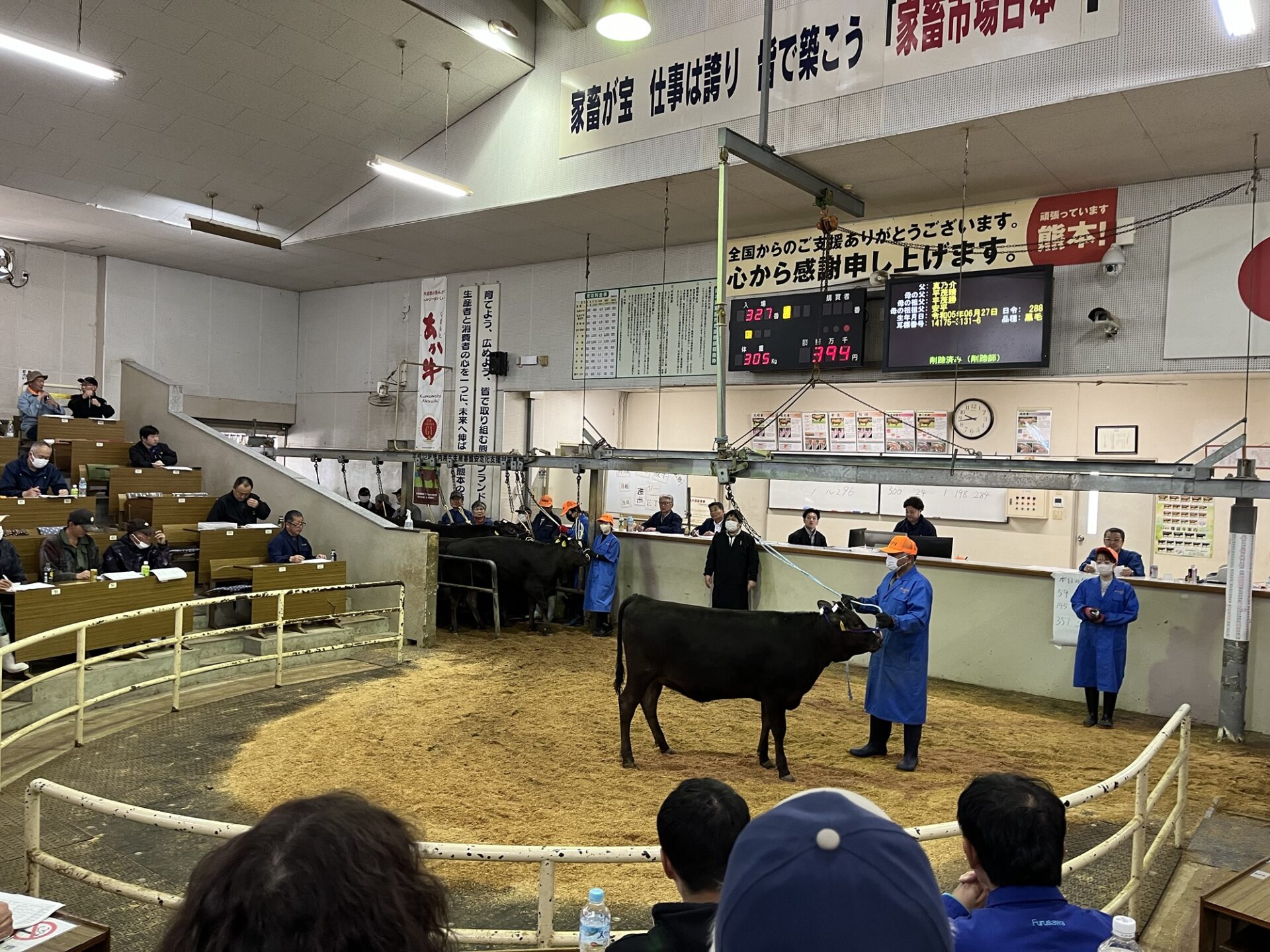 熊本県家畜市場 黒毛子牛セリ結果！〈令和６年４月〉