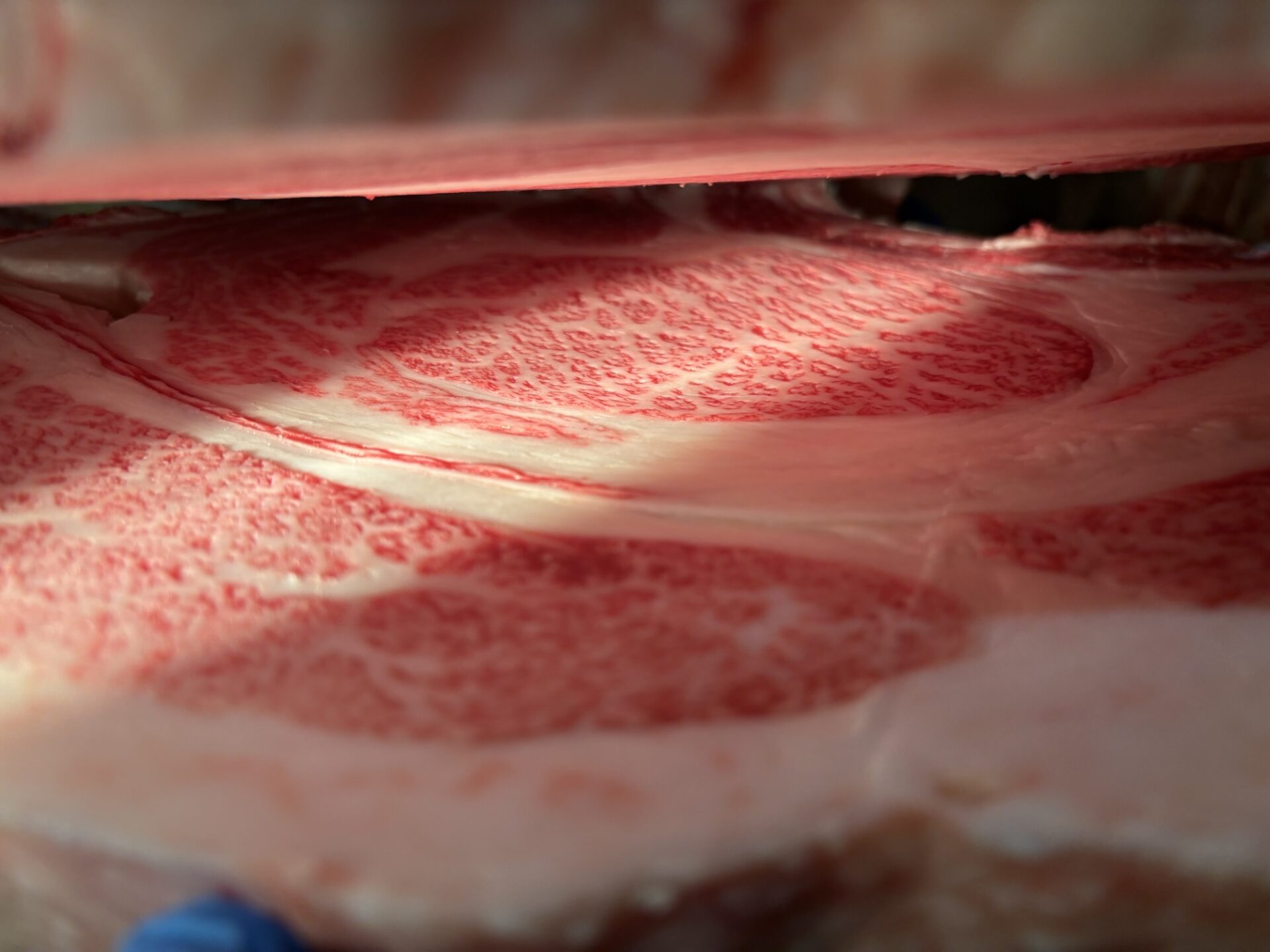 本日の枝肉（2025.5.9）