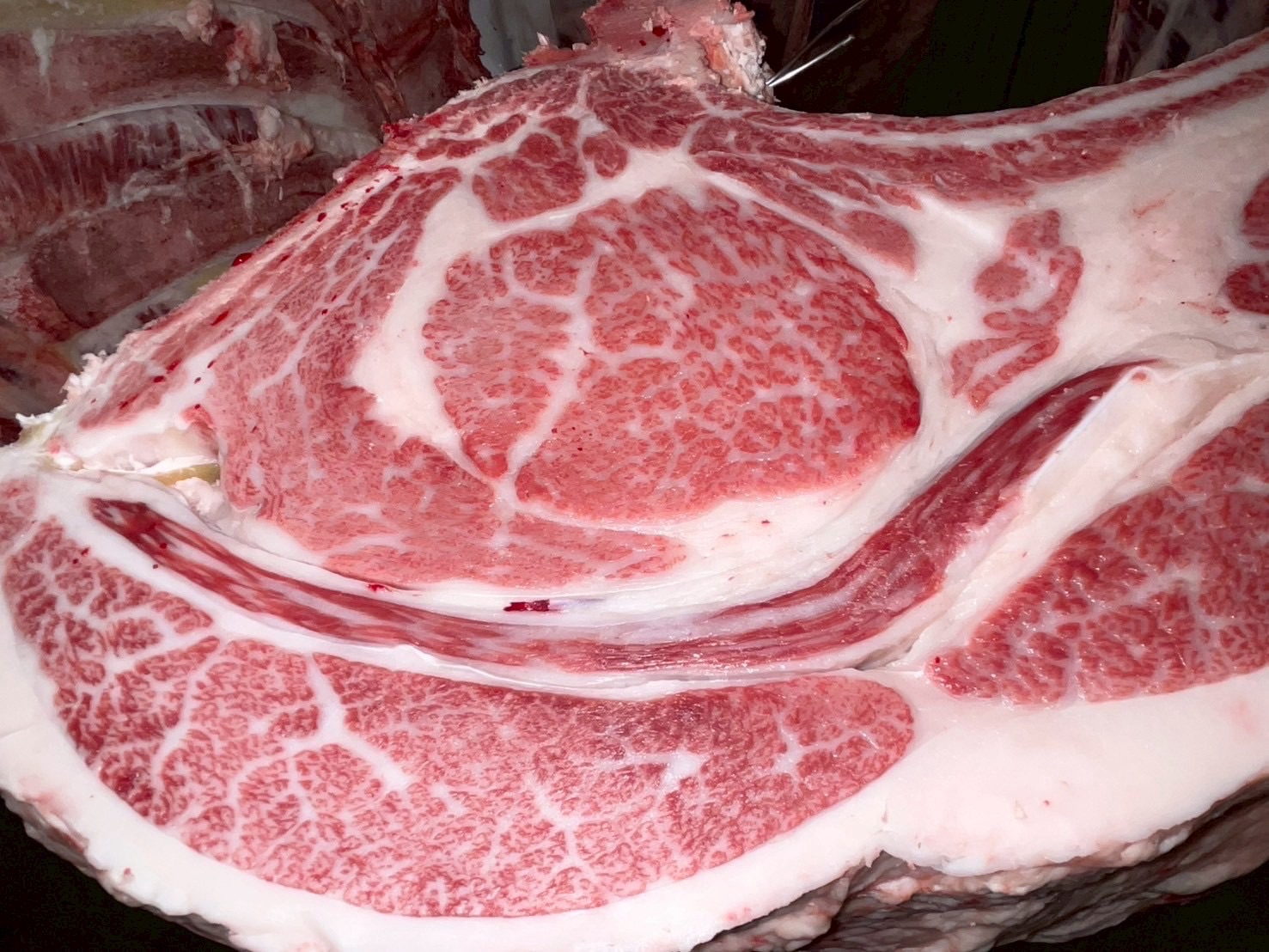 本日の枝肉（2025.5.20）南港