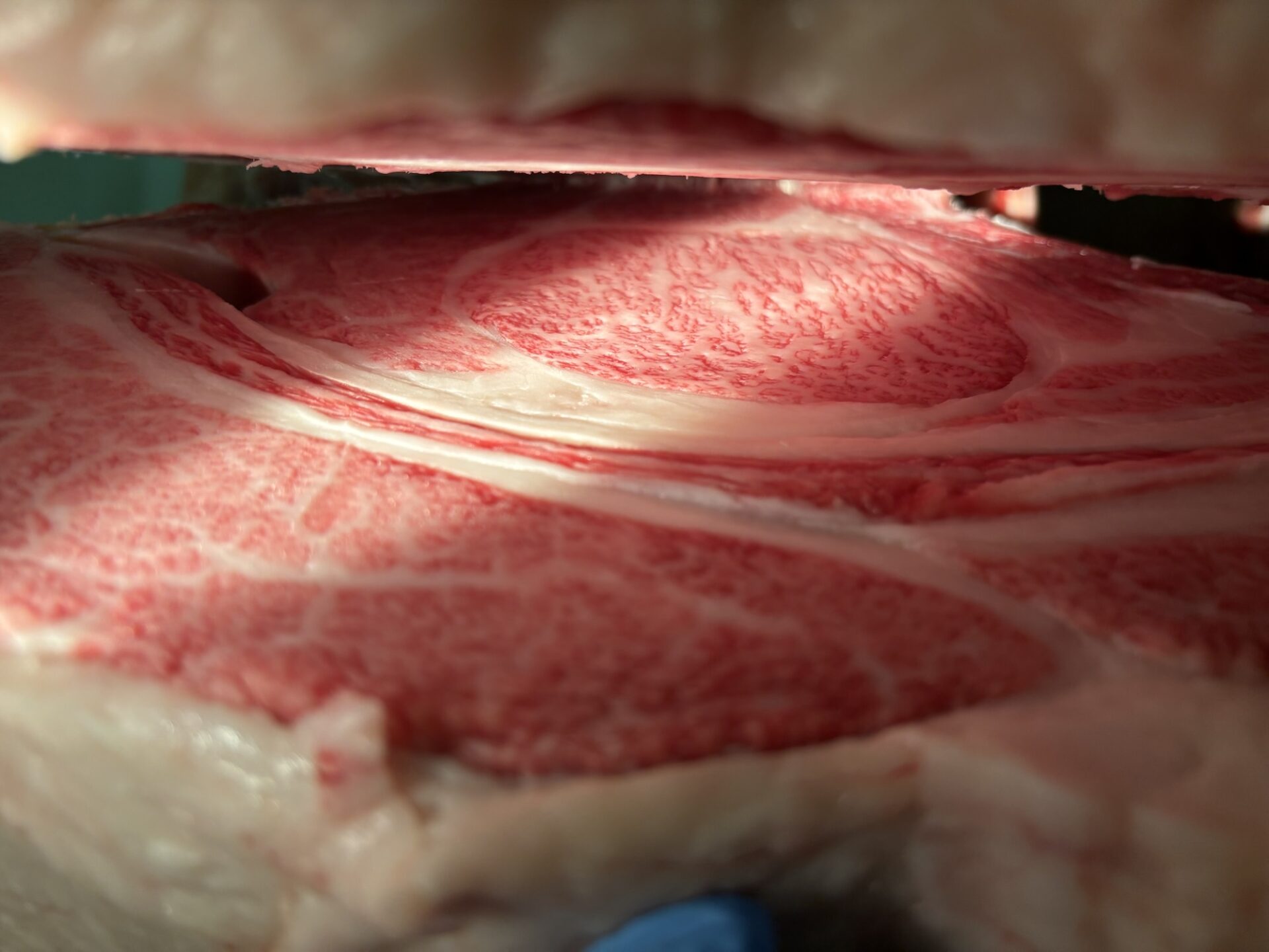 本日の枝肉（2025.8.29）