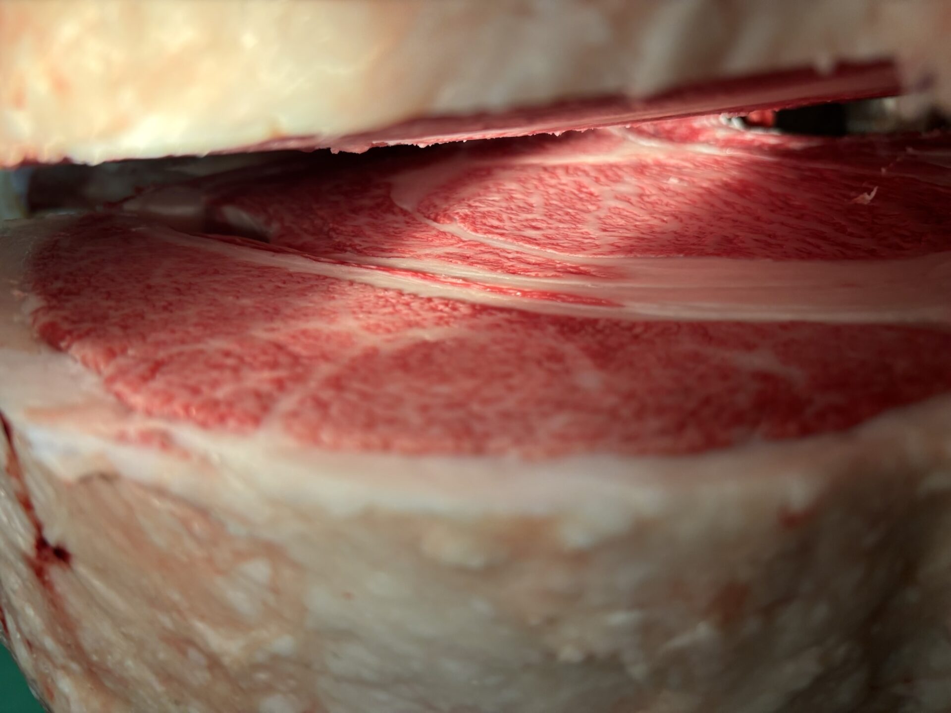 本日の枝肉（2025.9.26）