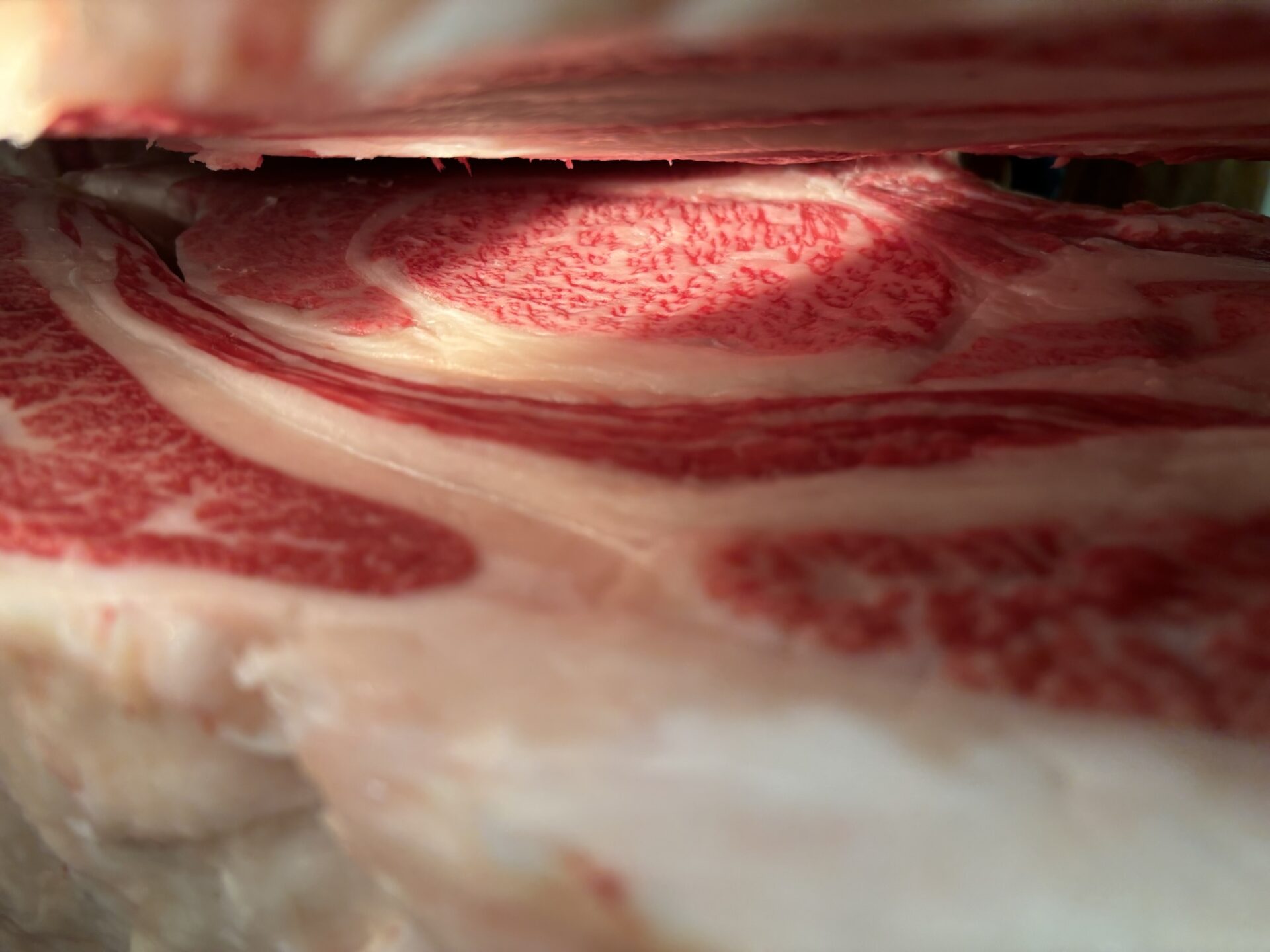 本日の枝肉（2025.10.3）
