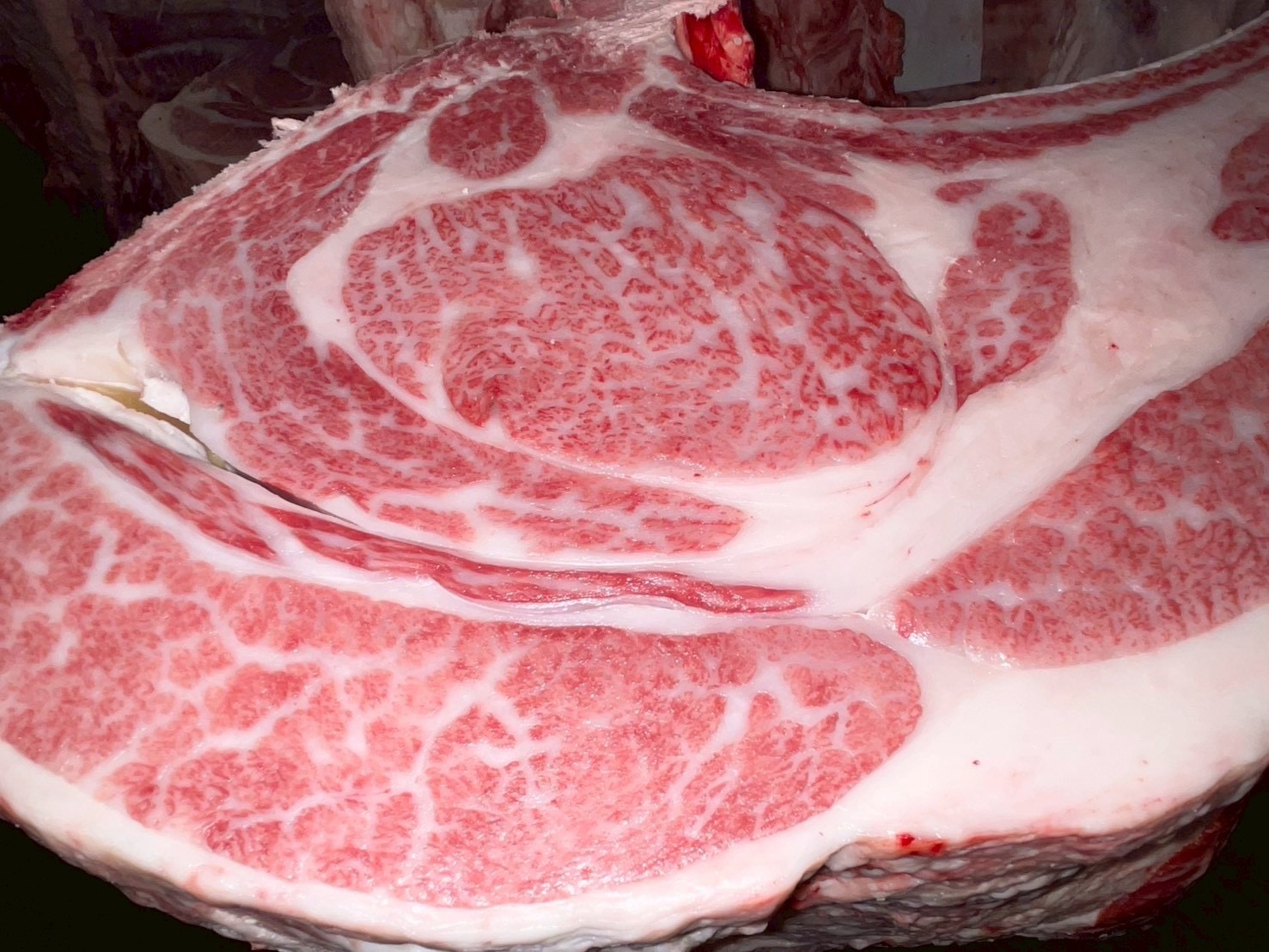本日の枝肉（2025.10.10南港）