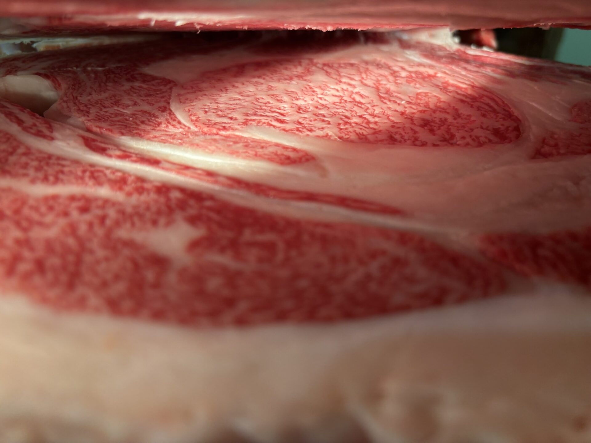 本日の枝肉（2025.10.31）