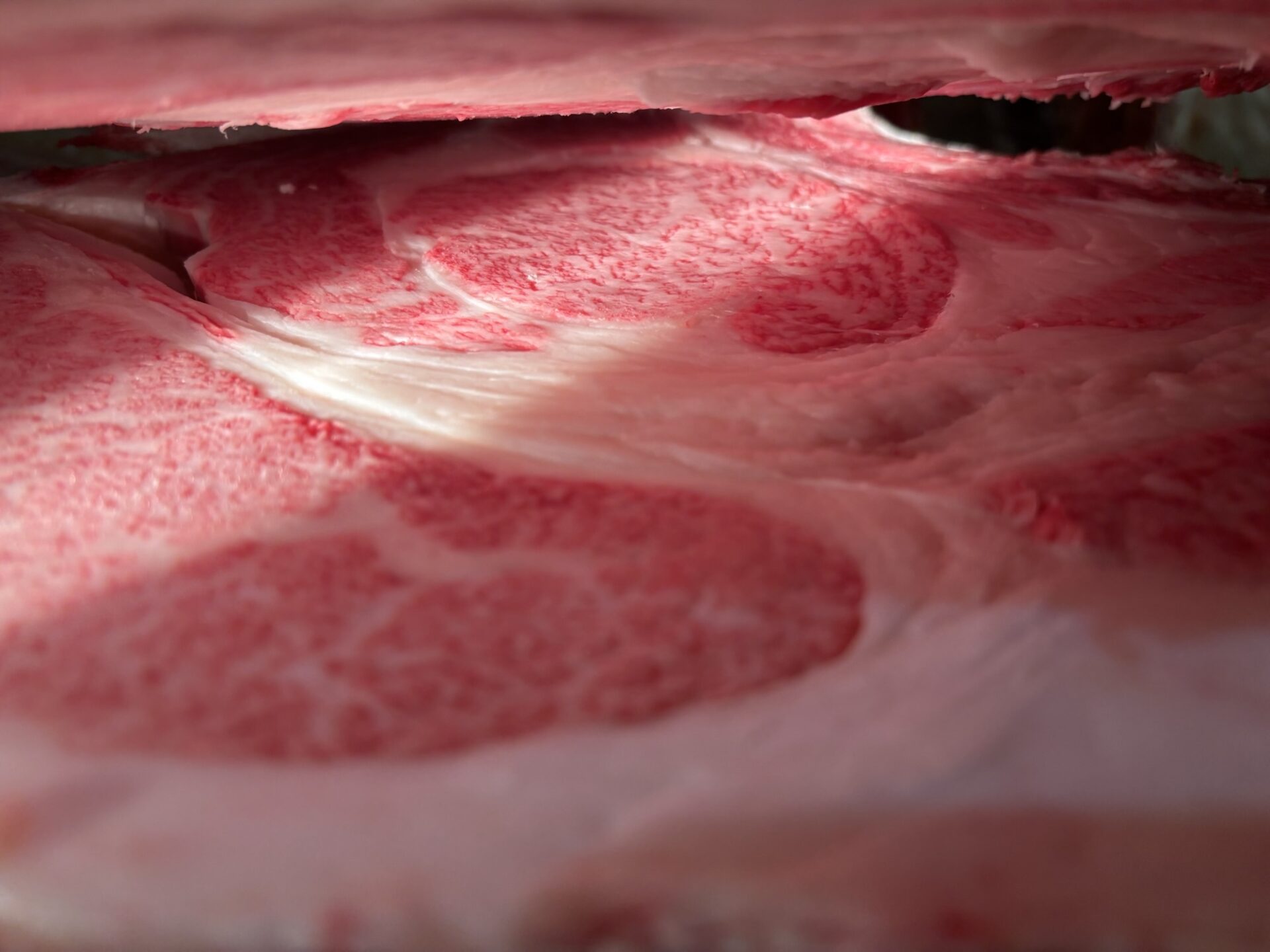 本日の枝肉（2025.11.12）