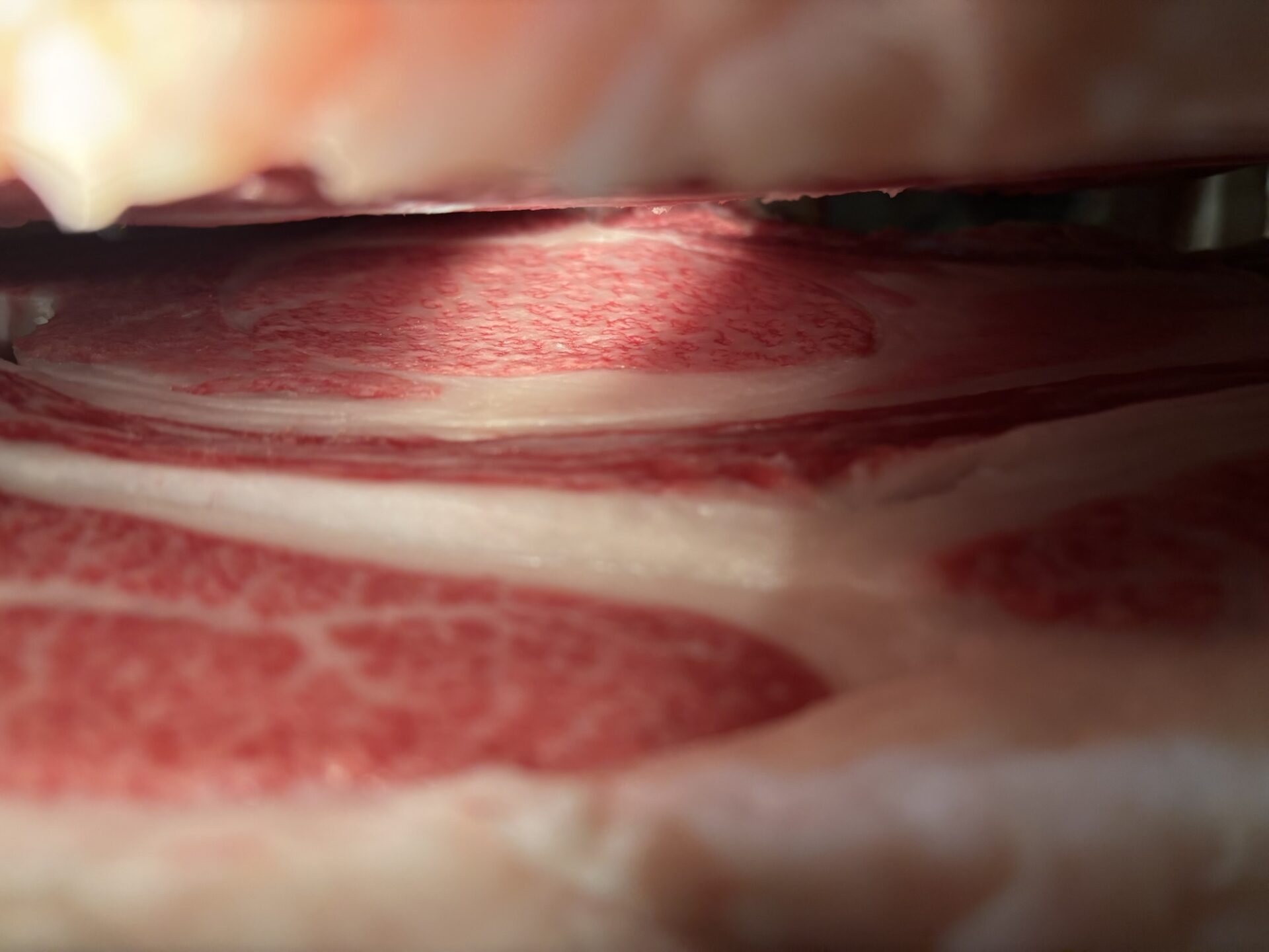 本日の枝肉(2025.11.27)