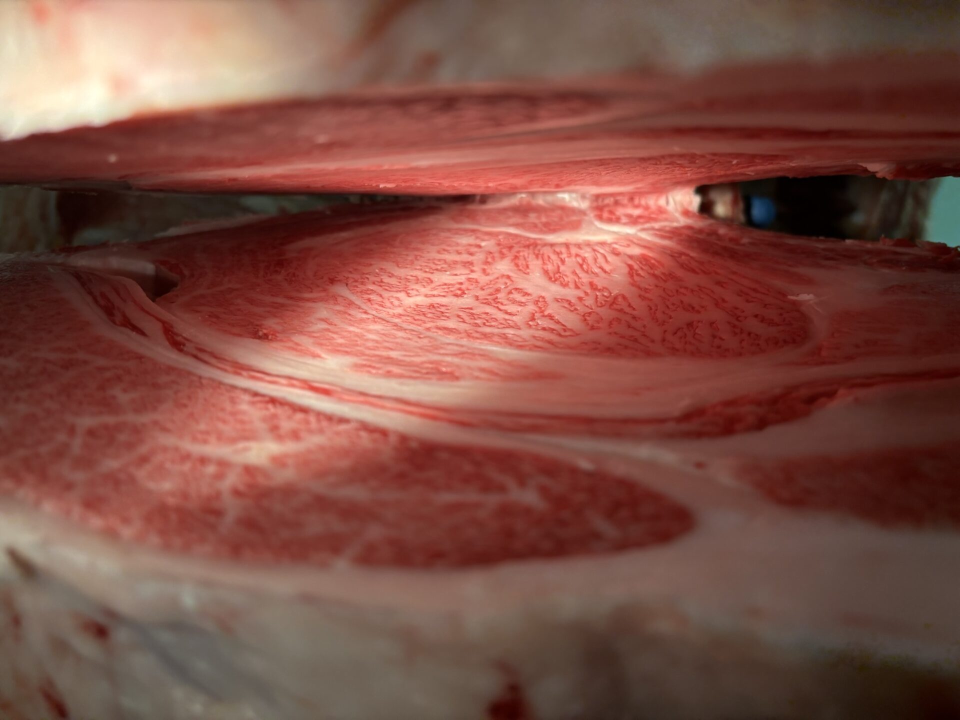 本日の枝肉（2025.11.28）