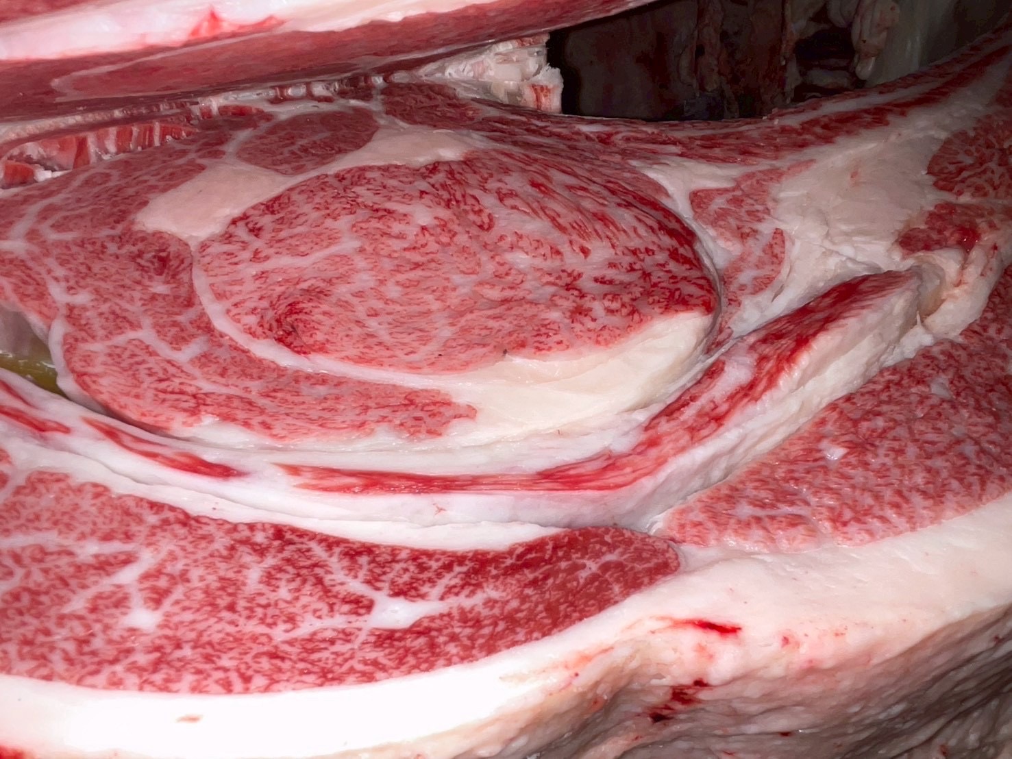 本日の枝肉（2025.11.29）