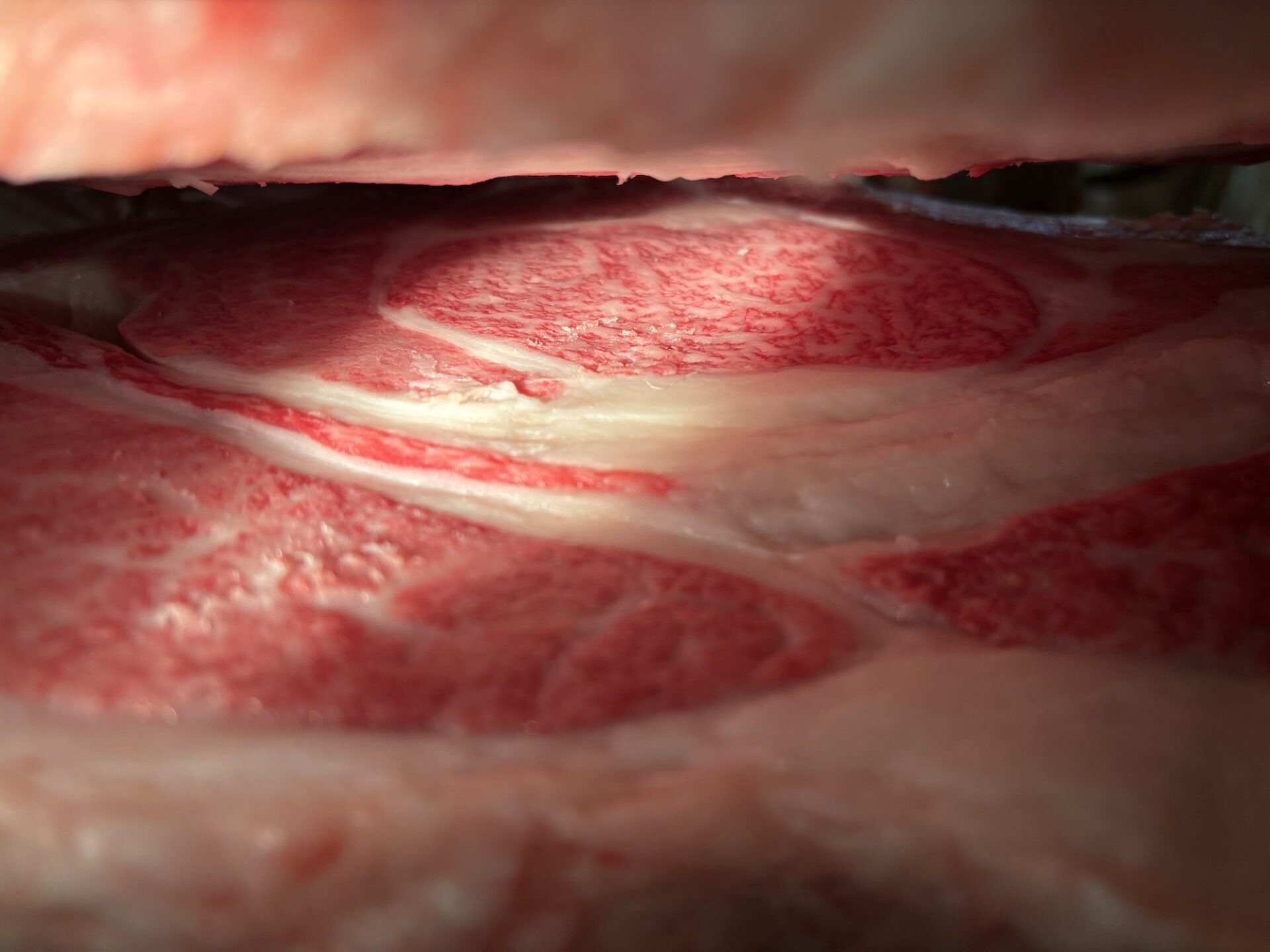 本日の枝肉(2025.12.5)