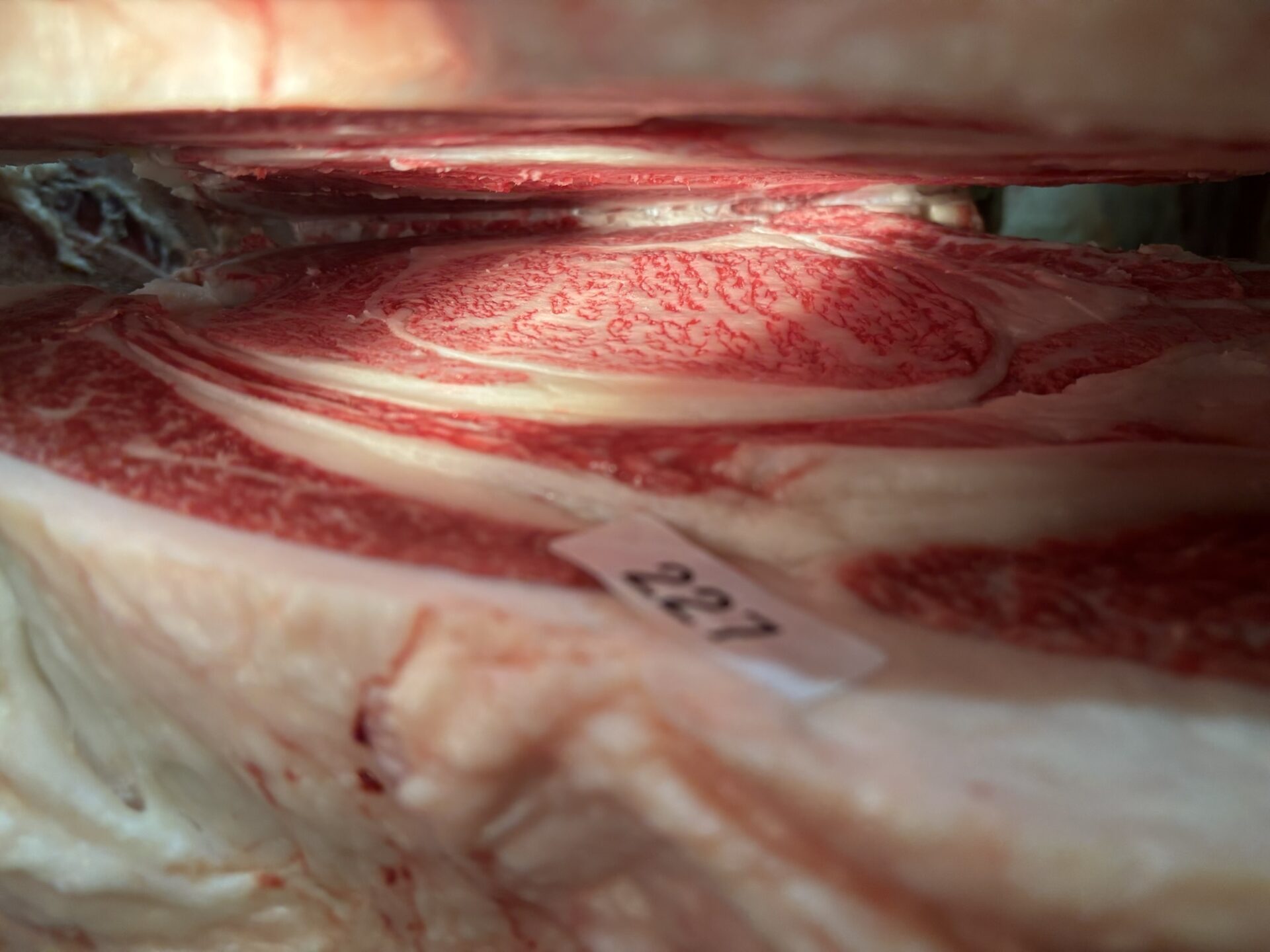 本日の枝肉(2025.12.6)