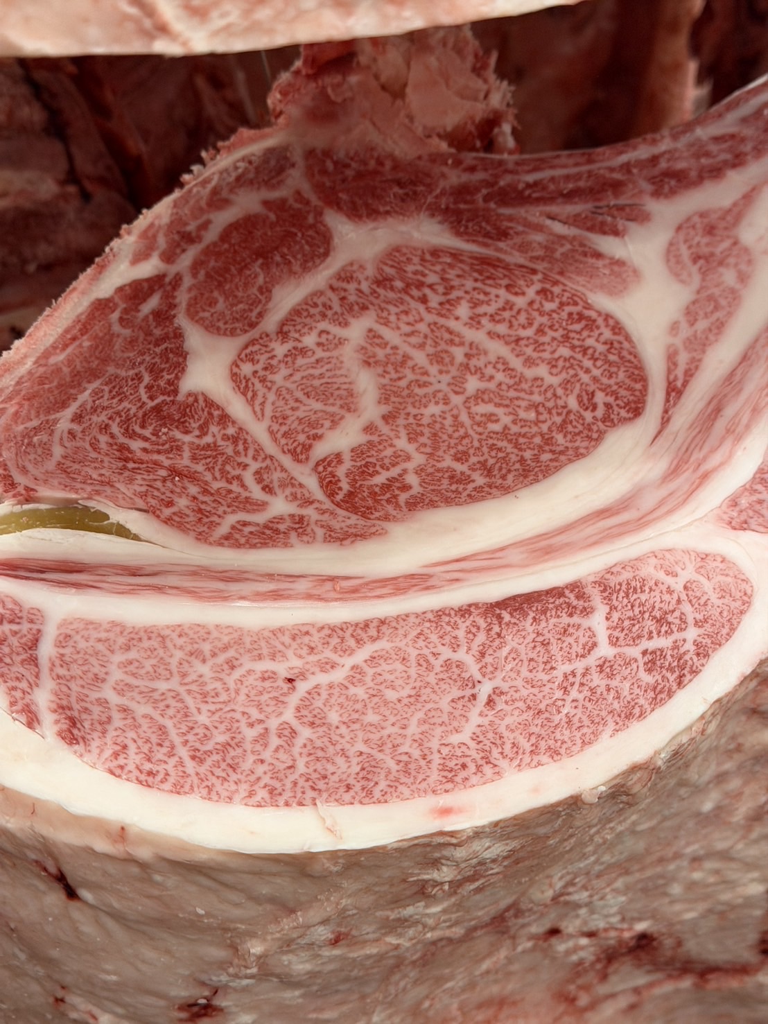 本日の枝肉(2025.12.8)南港