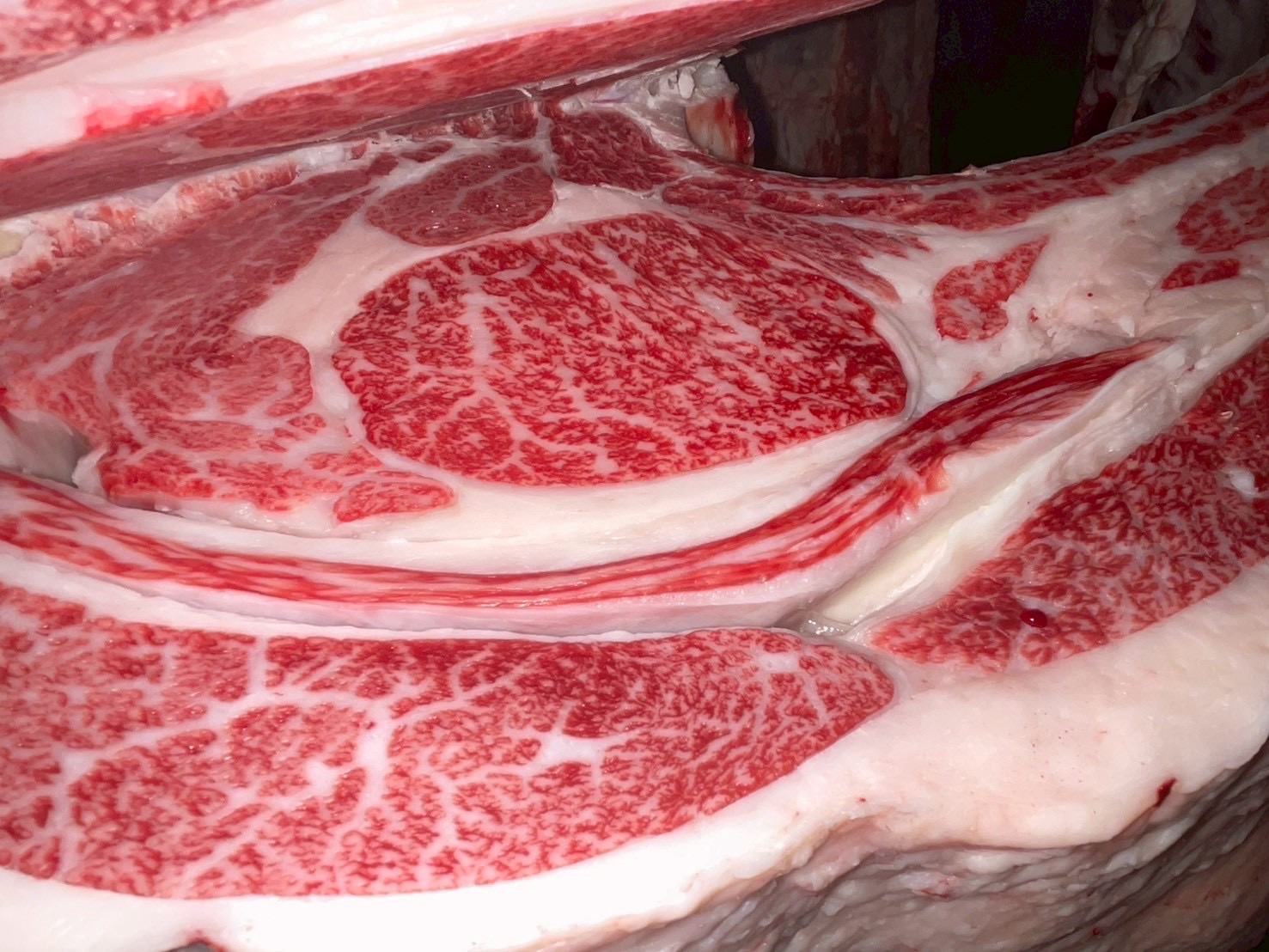 本日の枝肉(2025.12.5)芝浦