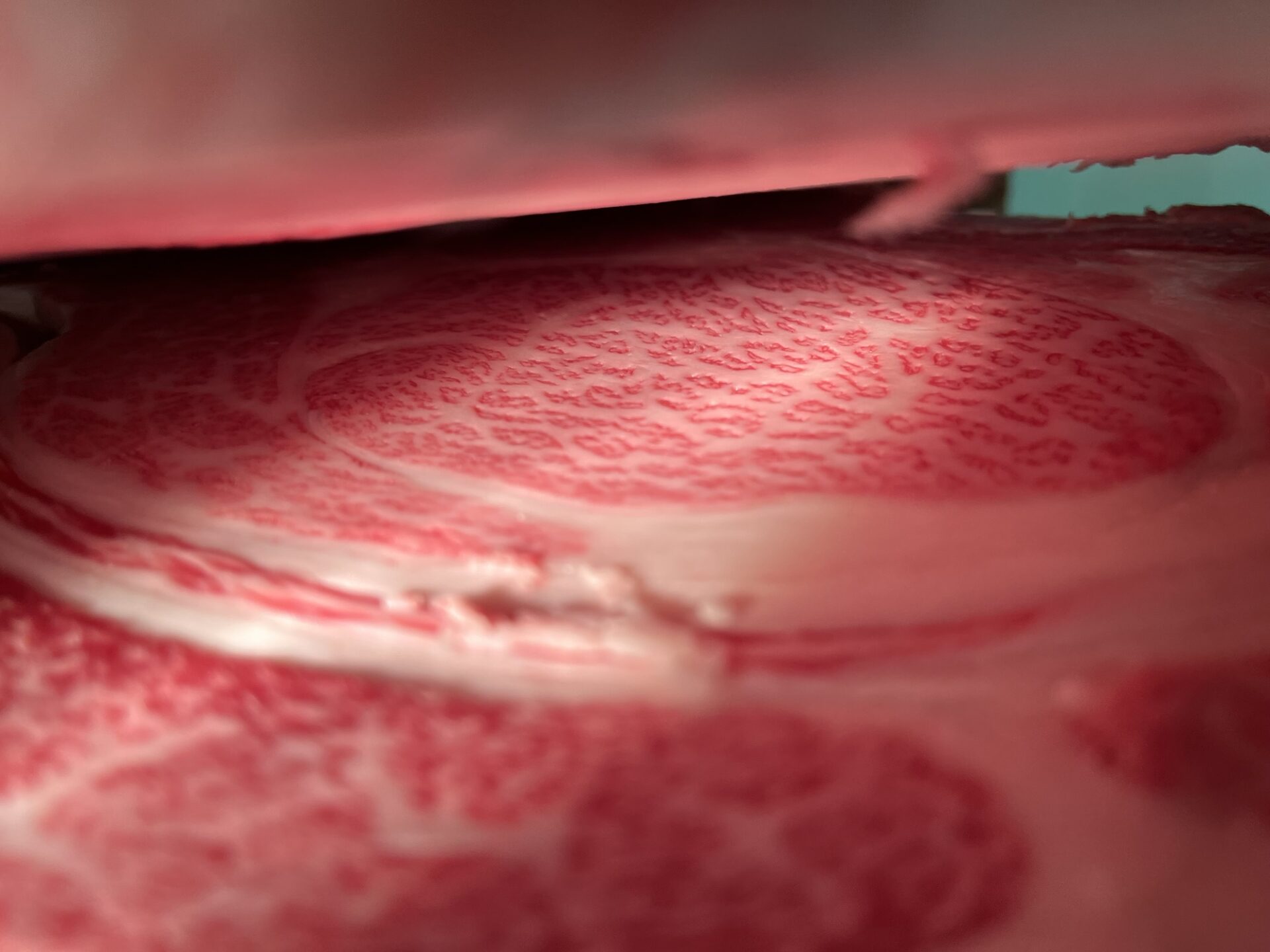 本日の枝肉(2025.12.19)