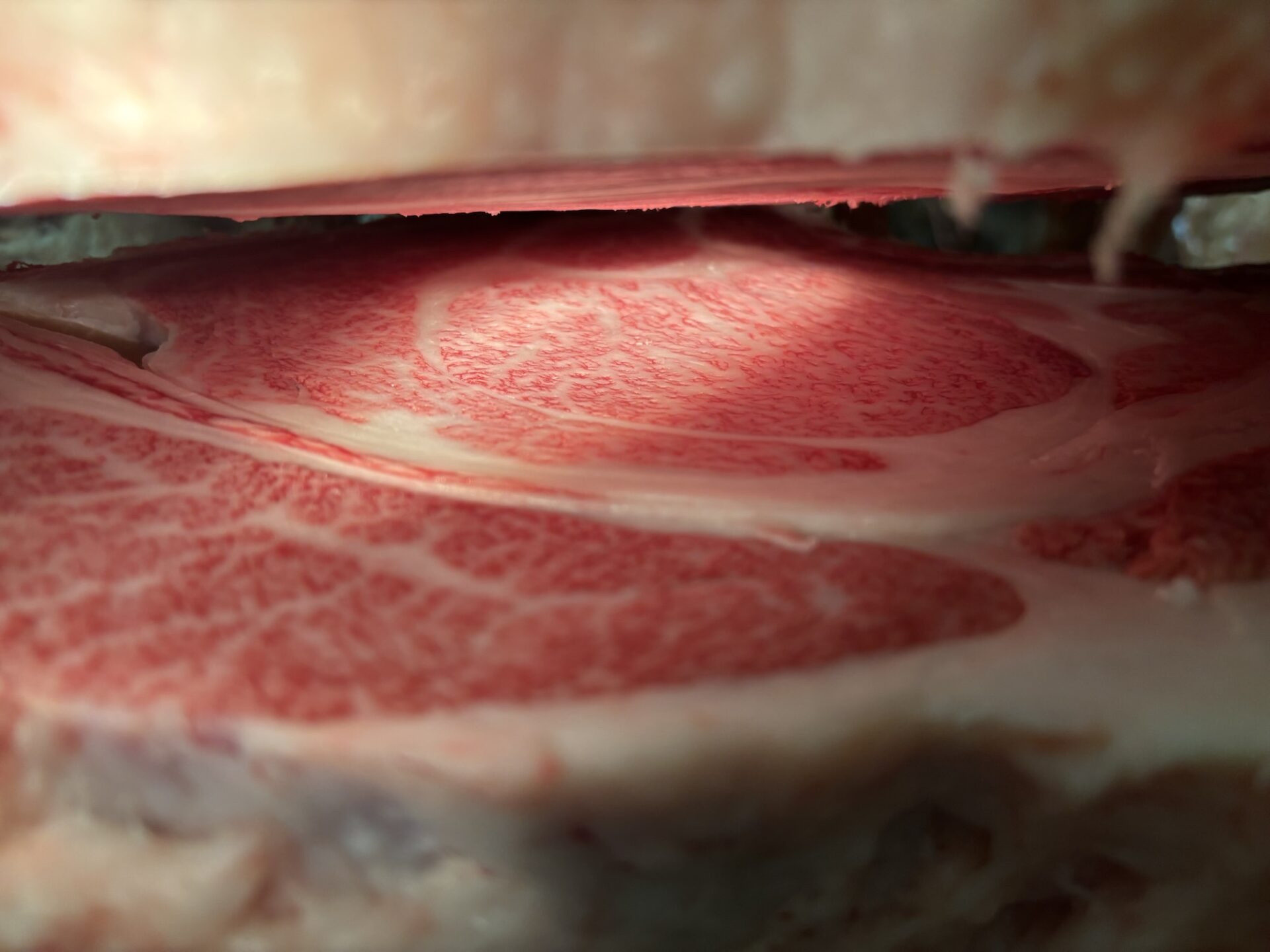 本日の枝肉（2026.1.23）