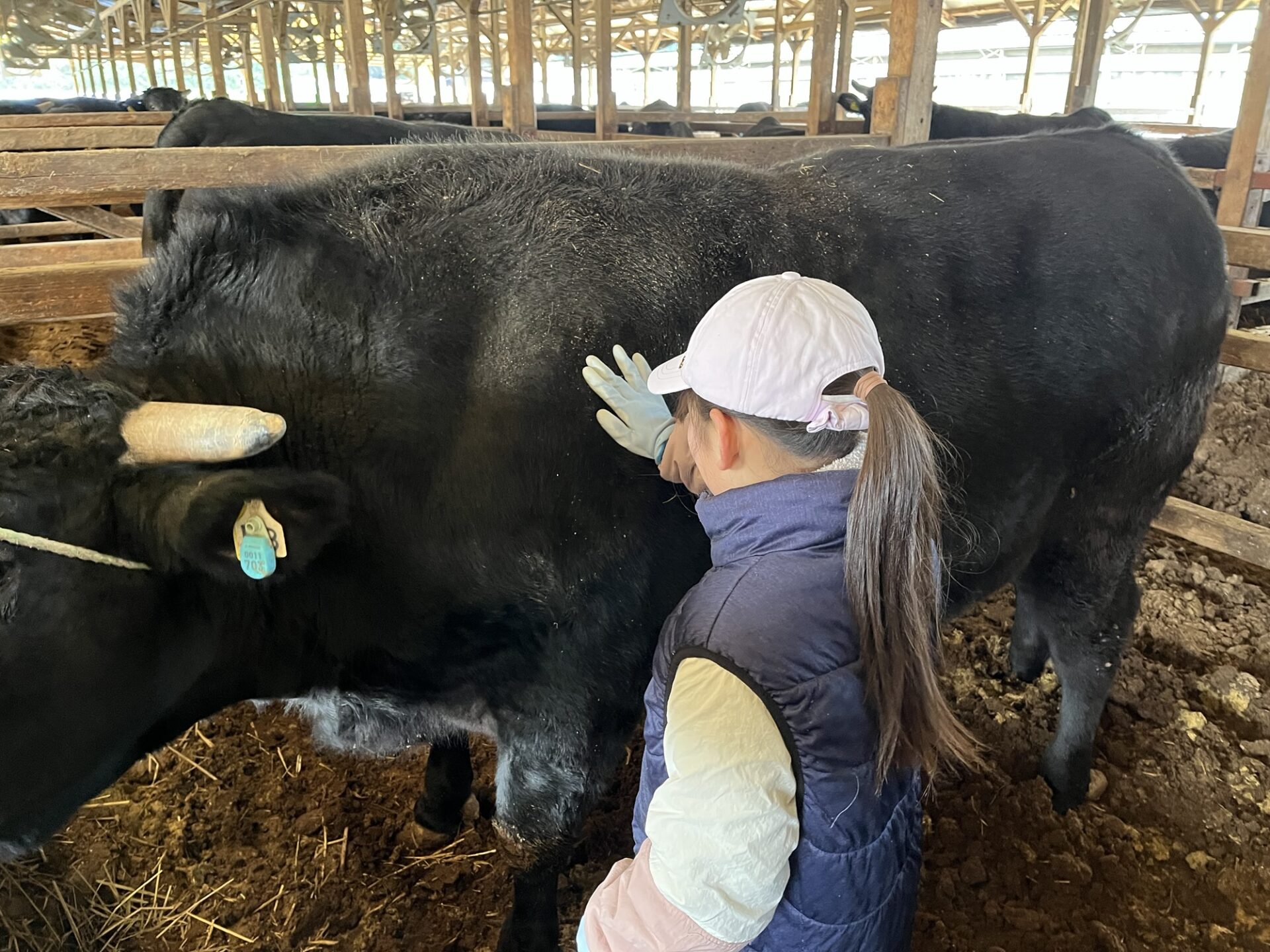 猫の手も借りたかった‼︎