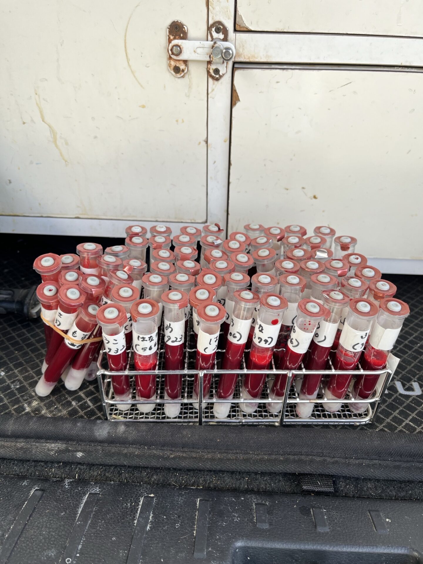 毎年恒例！BLVスクリーニング