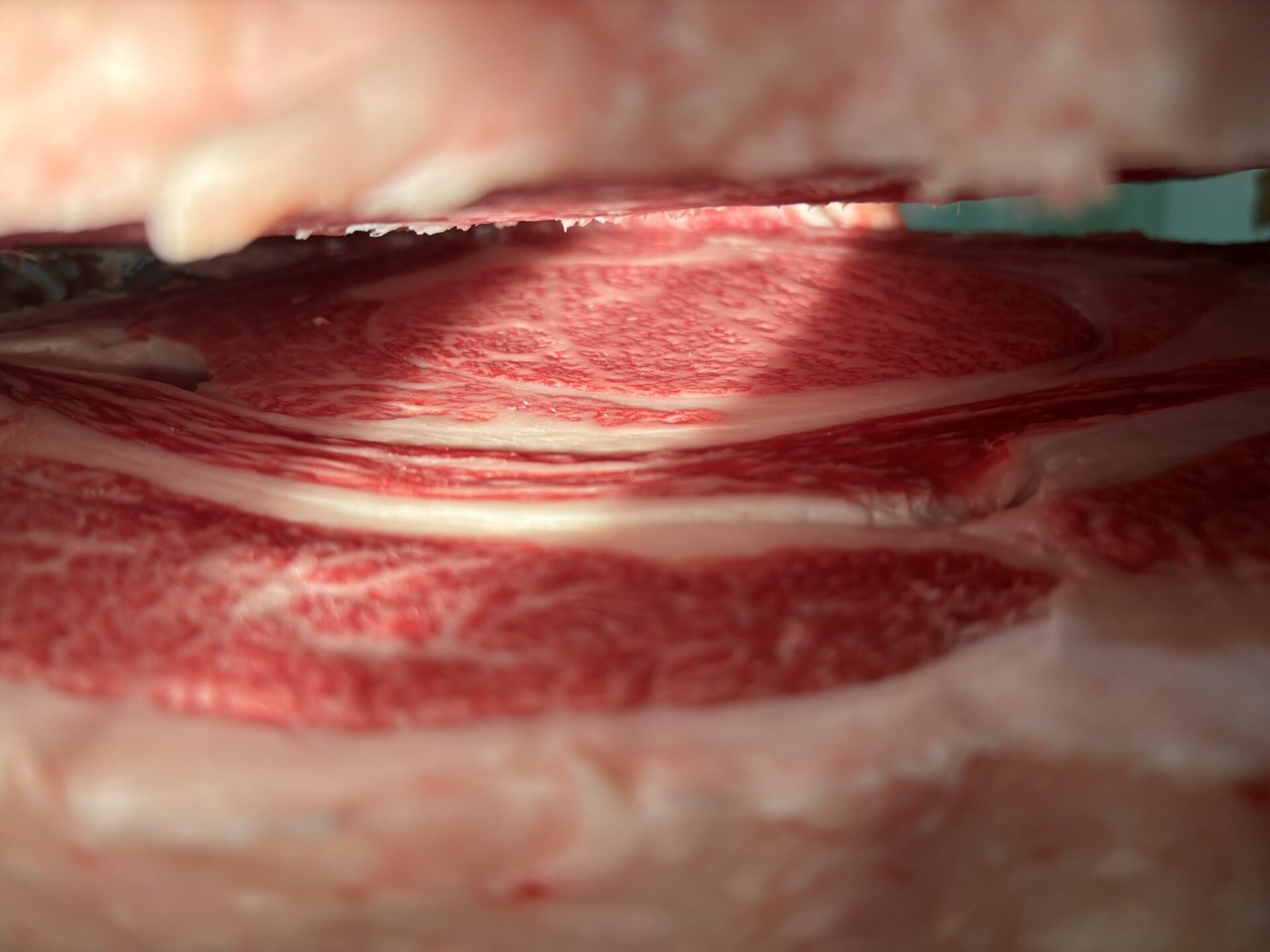 本日の枝肉（2026.4.24）