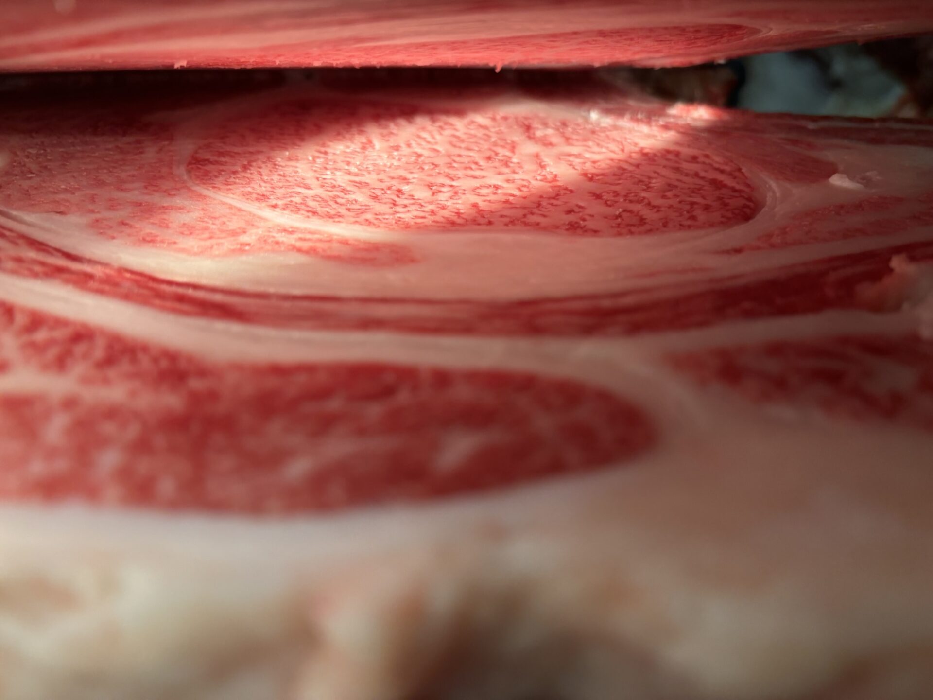 本日の枝肉（2026.6.26）