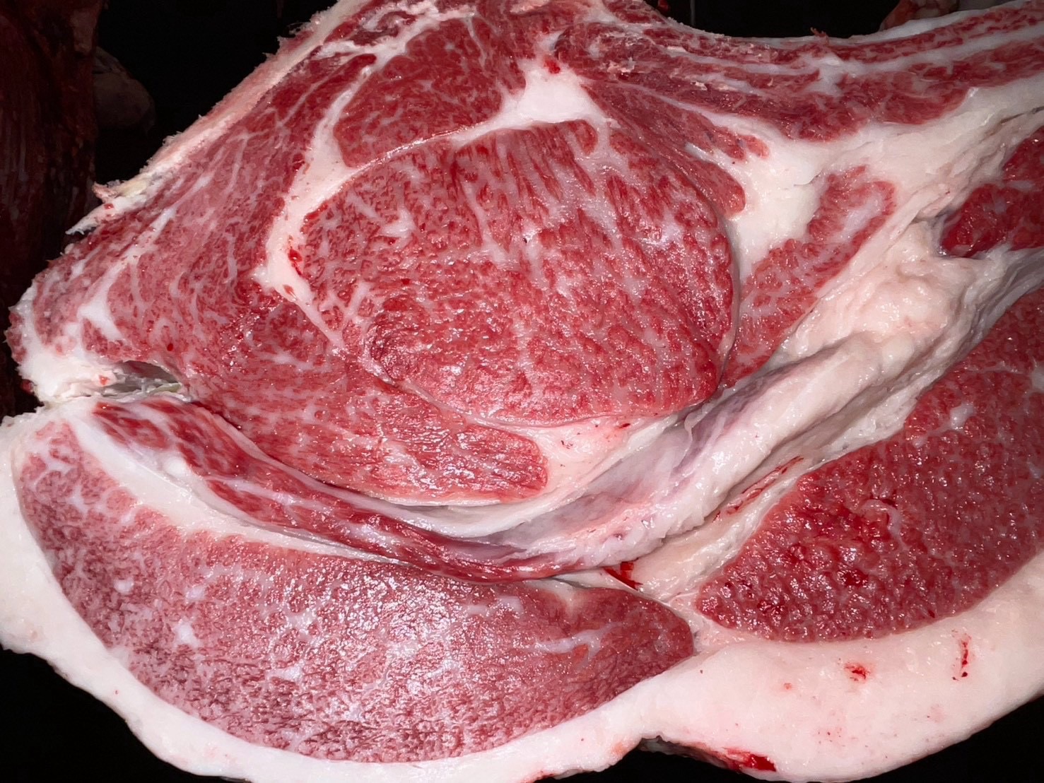 本日の枝肉（2026.10.21）南港